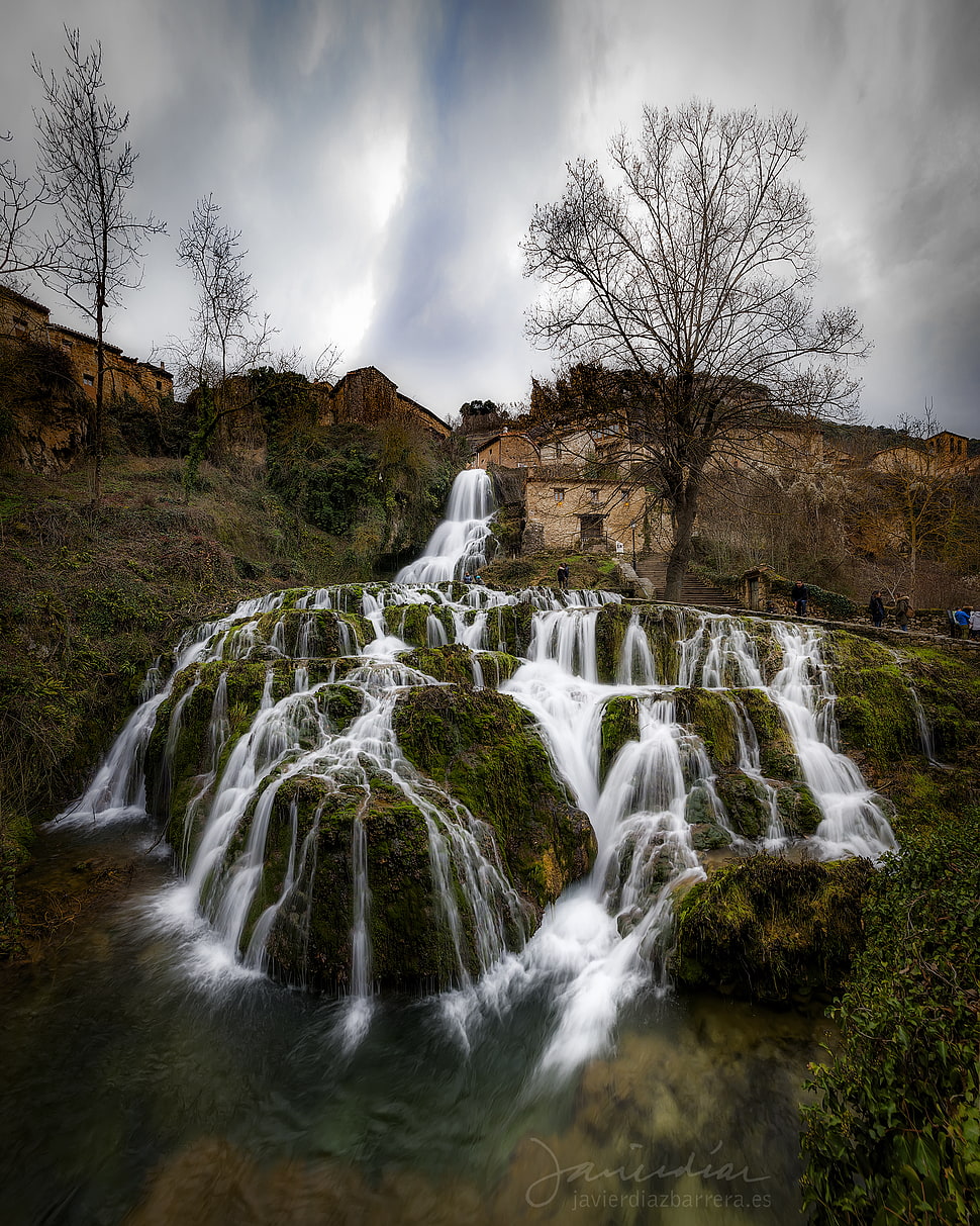 brown bare tree and waterfalls HD wallpaper