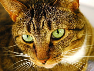 closeup photography of brown tabby cat