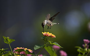 tilt shift photo of gray Hummingbird flying above Lantana flower