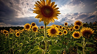 Sunflower,  Flower,  Petals,  Sky