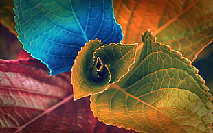 green, yellow, red, and purple leafed plant, plants, macro, leaves, colorful