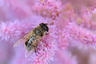 selective focus photography of bee on pink petaled flower