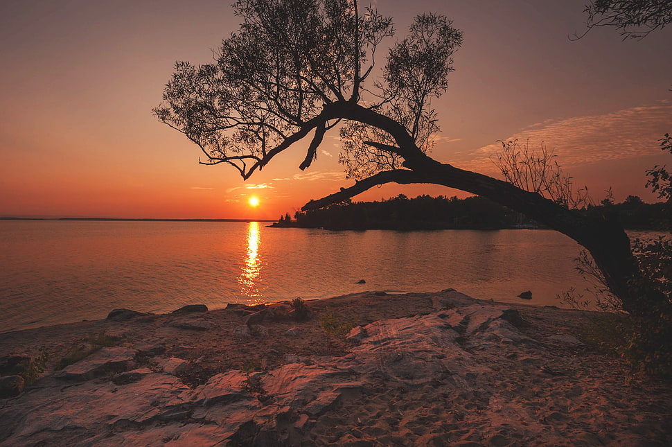 black tree near ocean HD wallpaper
