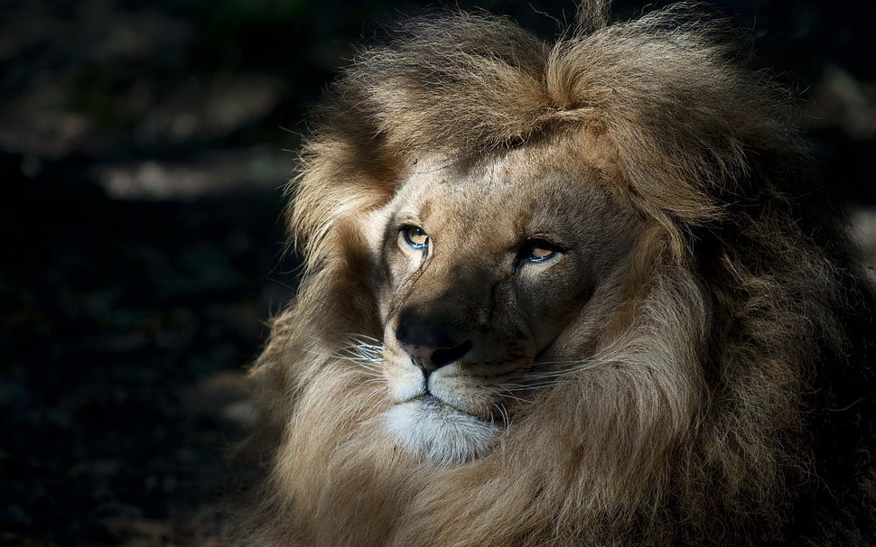 brown lion HD wallpaper