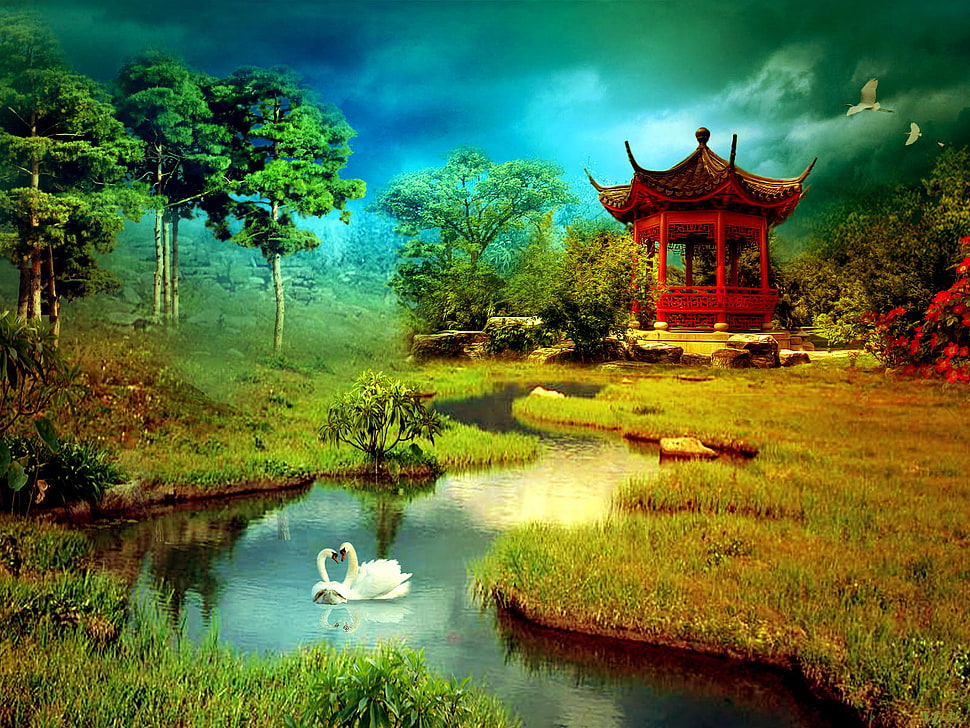 two swan on a pond HD wallpaper