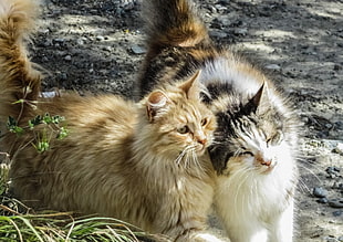 photo of two calico and orange tabby cats