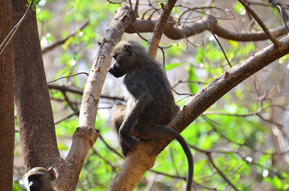 gray monkey on tree during daytime HD wallpaper