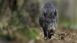 black wild boar, nature, pigs, animals HD wallpaper