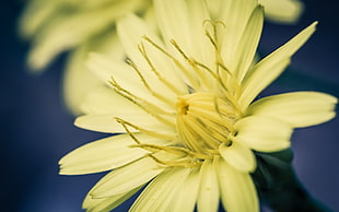 close up photography of yellow petaled flower HD wallpaper