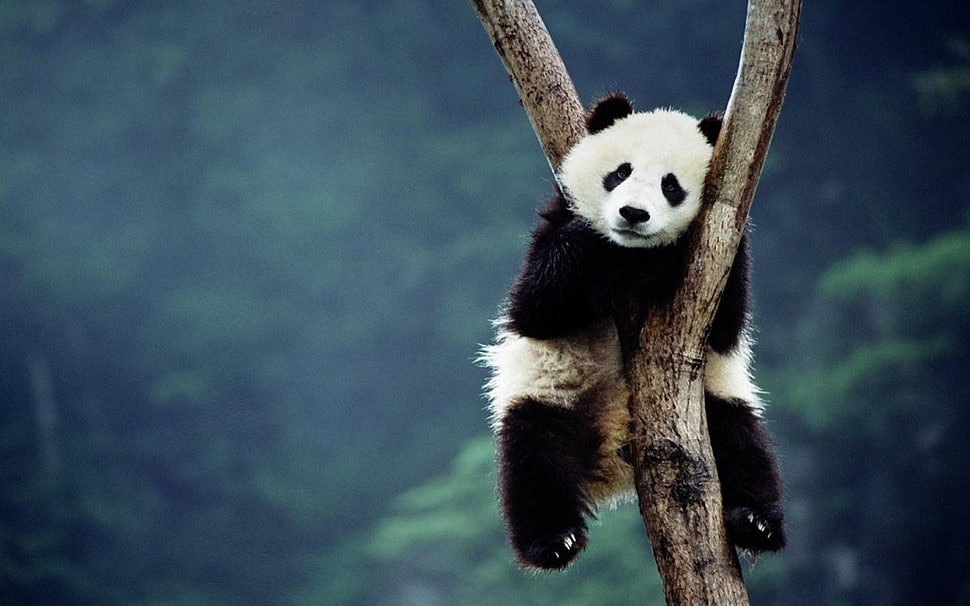 black and white panda, panda, trees, sitting, depth of field HD wallpaper
