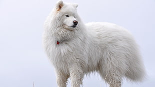 adult long-coated white dog, dog, animals