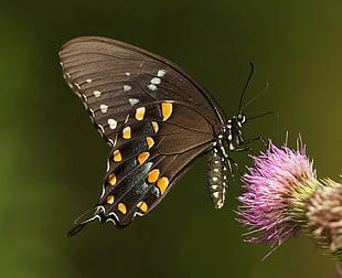 black butterfly on purple petaled flower during daytime, spicebush, swallowtail