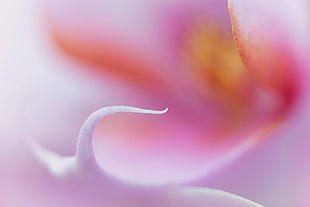 macro photo of pink flower