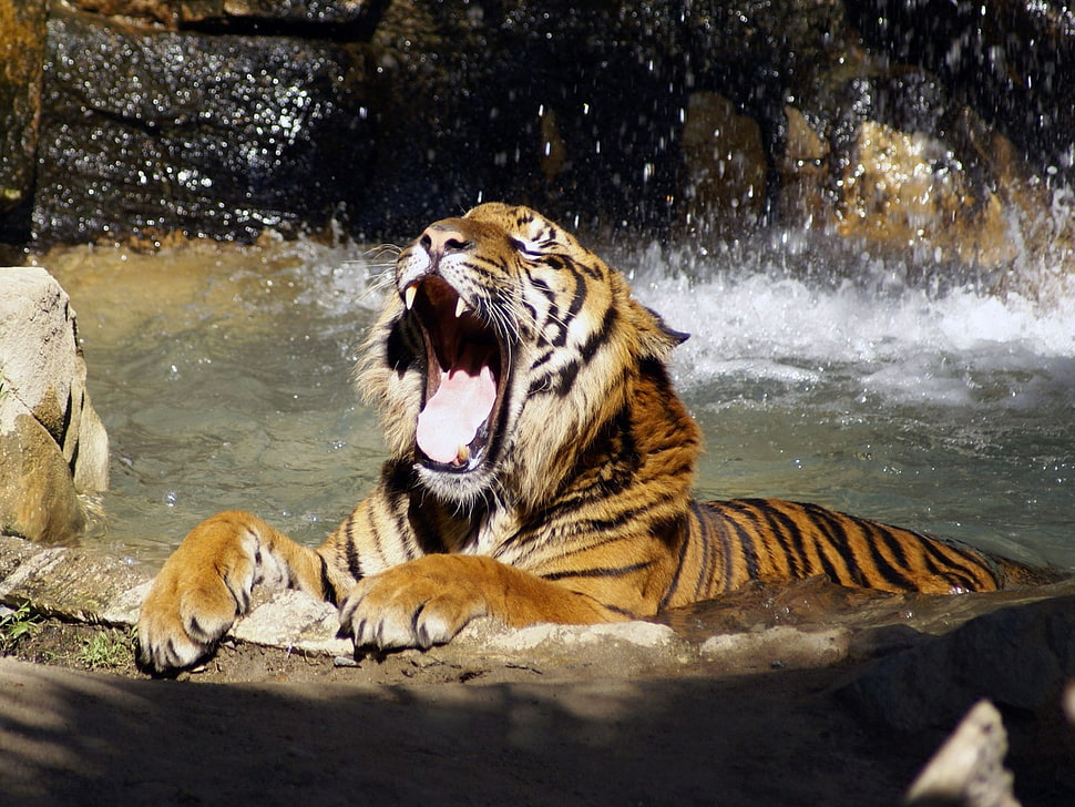 Tiger,  Teeth,  Water,  Spray HD wallpaper