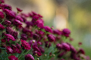 macro shot of purple flowers during daytime HD wallpaper