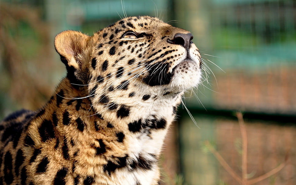 selective focus photography of Leopard HD wallpaper