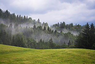 foggy mountain forest HD wallpaper