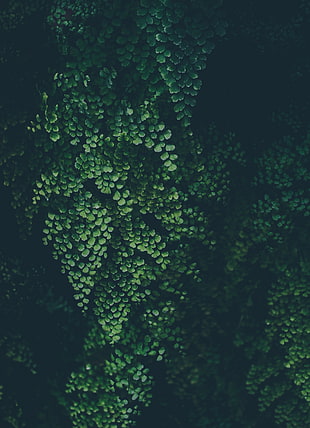 nature, plants, green, foliage HD wallpaper