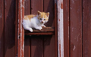 orange tabby cat on brown ladder