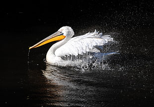 white Pelican on body of water