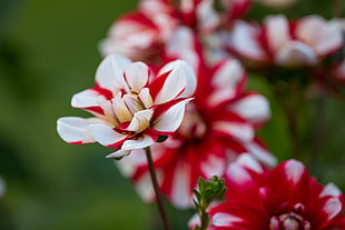 white-and-red dahlias