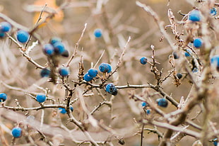 blue berries, twigs, nature, berries, depth of field