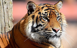 focus photography of Bengal tiger