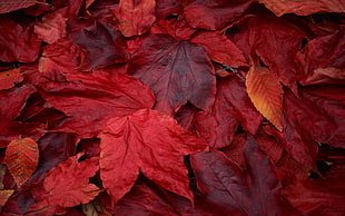 red maple leaves, fall HD wallpaper