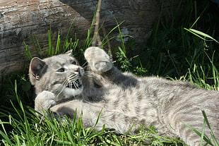 gray and white stripe wild cat laying on green grass field