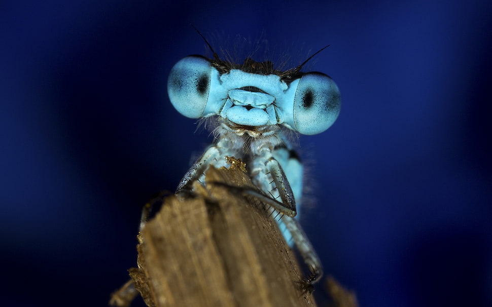 dragon fly photo HD wallpaper