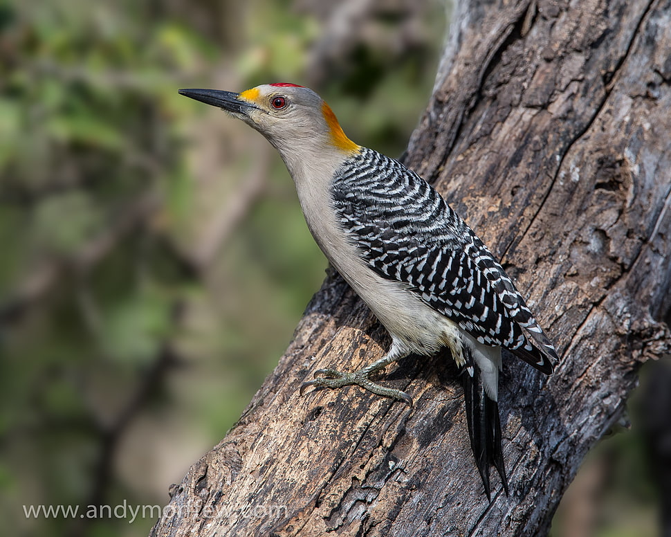 gray and black long beak bird on brown tree trunk, golden-fronted woodpecker HD wallpaper