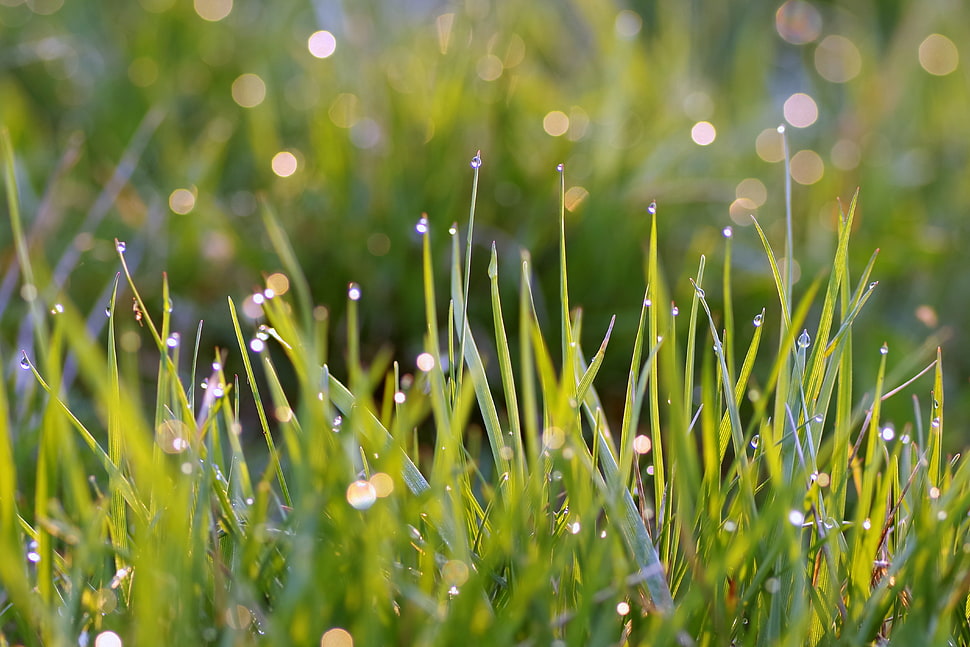 selective focus of grass HD wallpaper