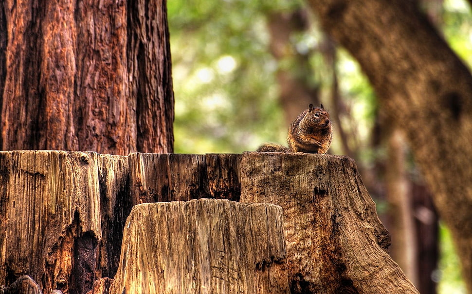brown squirrel on tree branch HD wallpaper