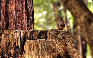 brown squirrel on tree branch HD wallpaper