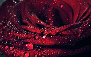 photography of water droplets HD wallpaper