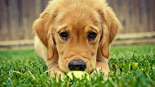 golden retriever puppy on grass field HD wallpaper