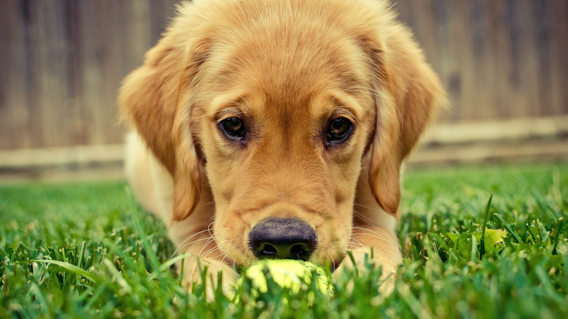 Golden retriever puppy on grass field HD wallpaper | Wallpaper Flare