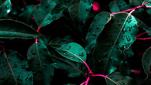 close up photography of green leaf plants