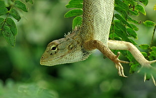 shallow focus photography of gecko during daytime