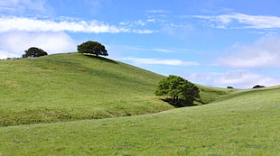 green grass field during daytime, coast live oak, live oak, quercus agrifolia