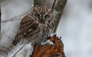 selected focus photograph of brown owl