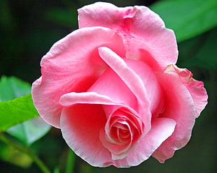 photo of pink rose