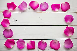 photo of pink petals forming rectangular shape on white surface