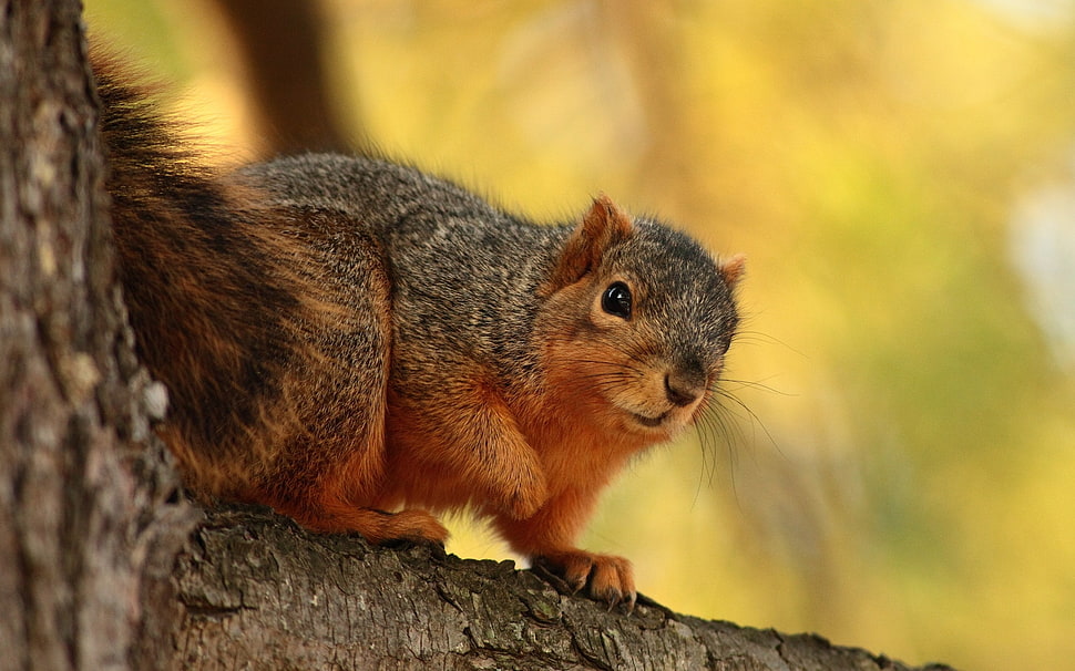 brown and gray Squirrel selective focus photo HD wallpaper