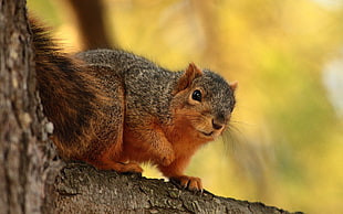brown and gray Squirrel selective focus photo