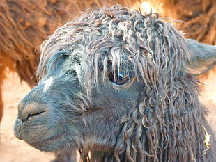 shallow focus photography of gray sheep