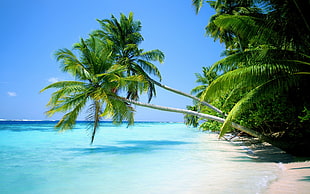 green coconut palm trees, nature, landscape, water, sea