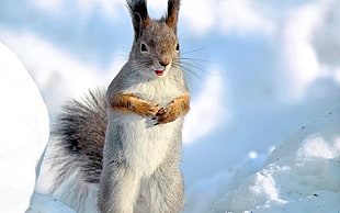 white and brown tabby cat, animals, squirrel