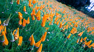 orange and green flowers