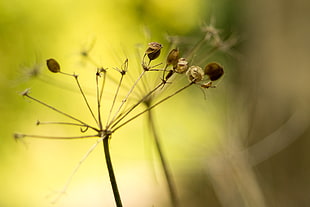 selective focus photography of dried flower